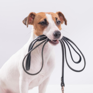 Pettorine e guinzagli